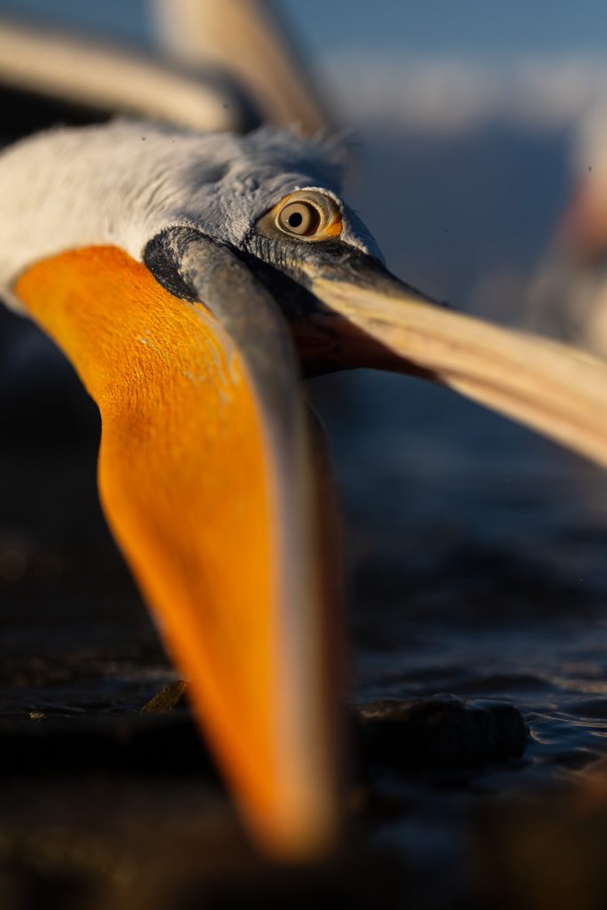 Pelicanii creți - Portfolio