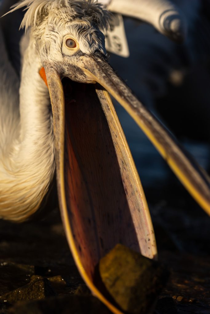 Pelicanii creți - pelicans