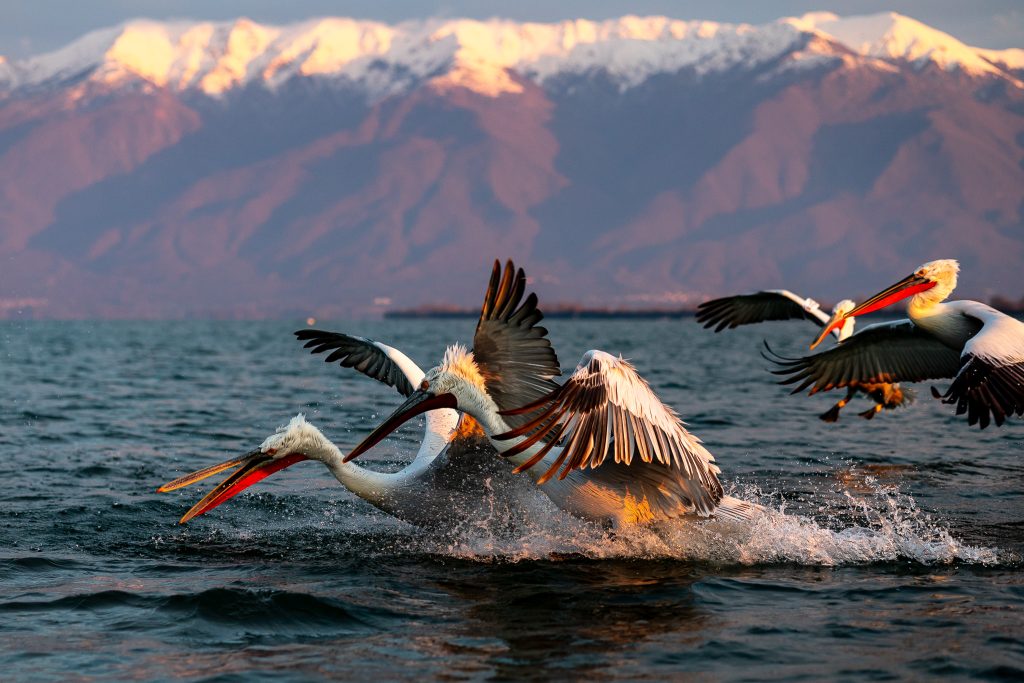 Pelicanii creți - Kerkini