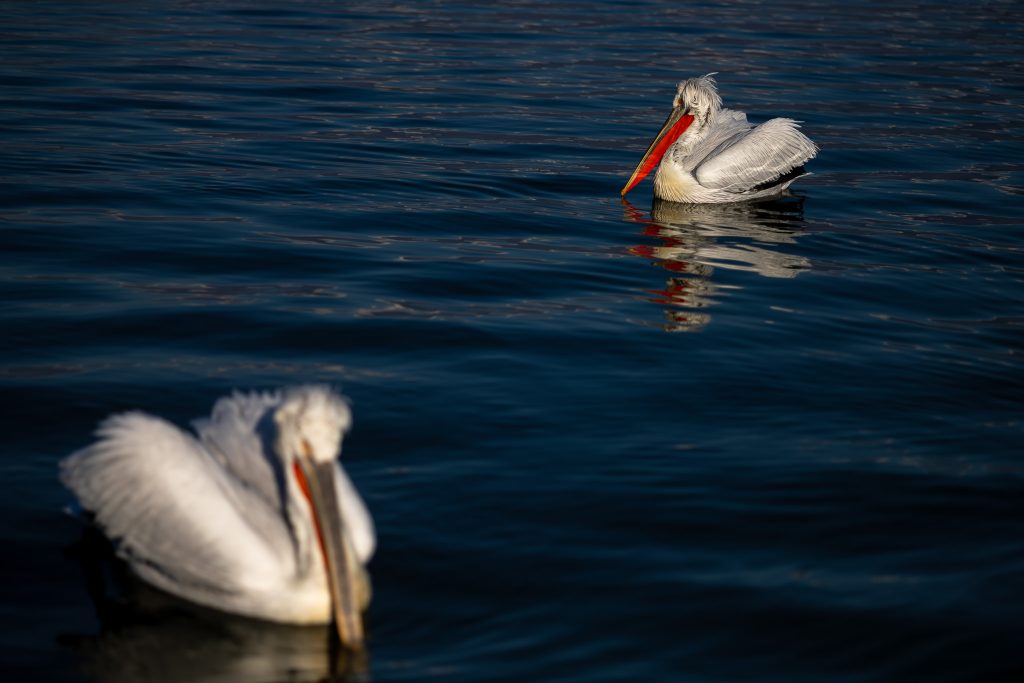 Pelicanii creți - pelicans