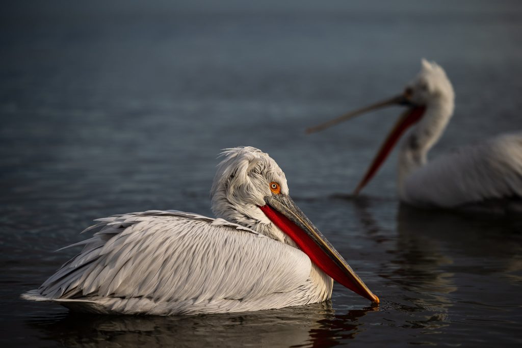 Pelicanii creți - fotograf falticeni