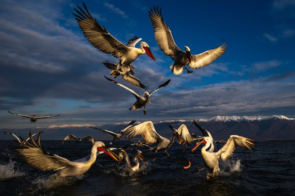 Pelicanii creți - Despre fotografie