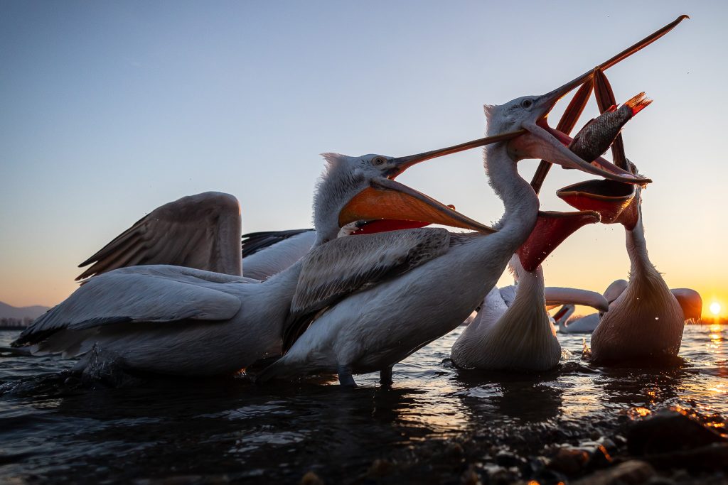 Pelicanii creți - fotograf falticeni