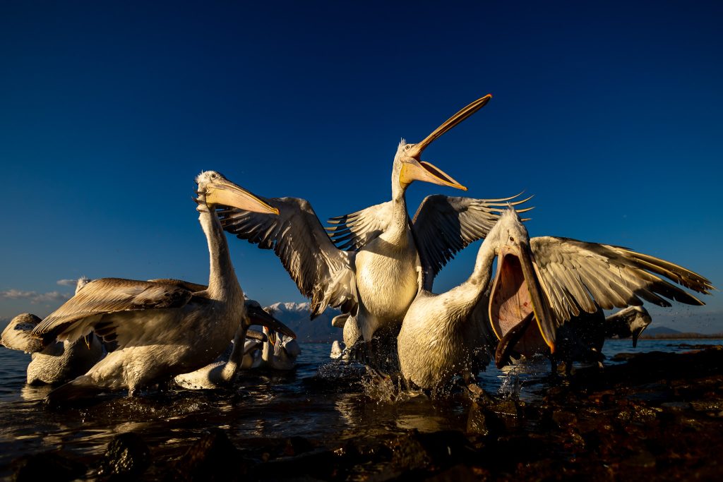 Pelicanii creți - Greece